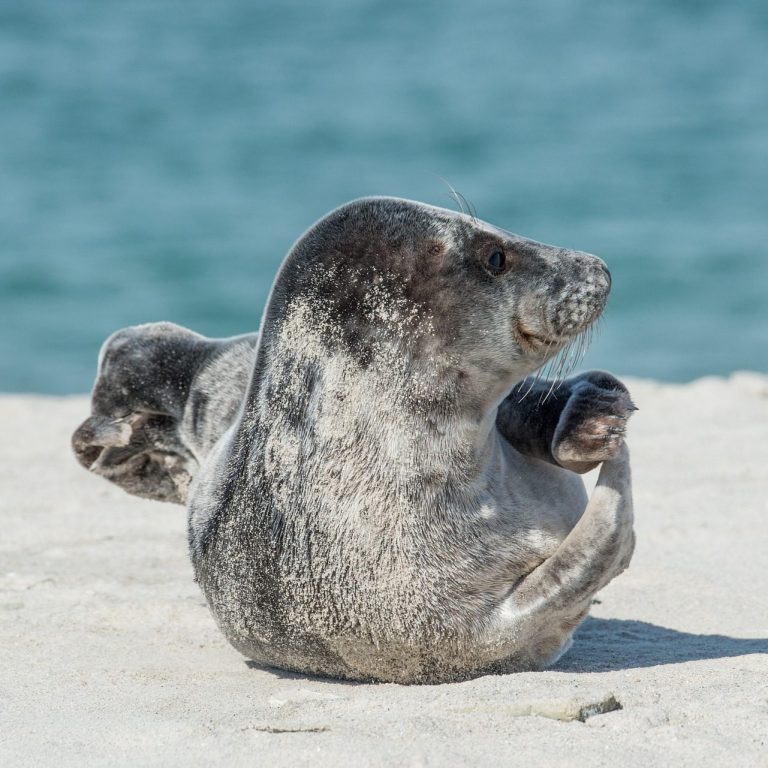 Sonnenuntergang über dem Meer mit Liegestühlen im Vordergrund in Bensersiel.